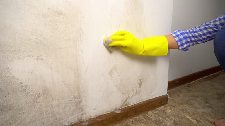 Mold Odor Removal Services in Tillson, NY
