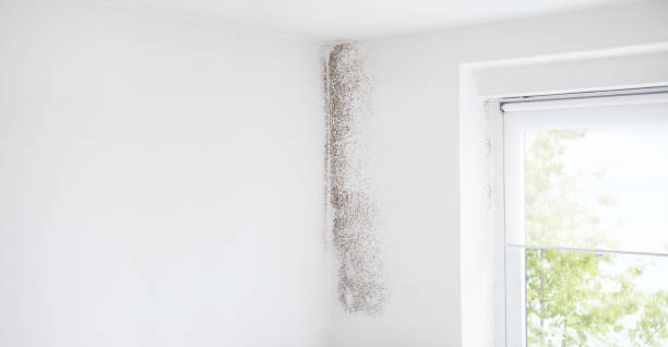 Best Mold Prevention Services  in Tillson, NY